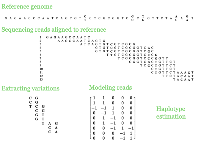Haplotype modeling